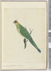 F.3緑の寄木細工。ノーフォーク島と友好的な島々、1772-75（wc） 作： Isaac Smith