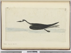F.44ノディ。海抜S. lat。、1772-75（トイレ）で見られる 作： Isaac Smith