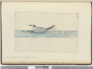 F.45喜望峰の近くで見られる小さな灰色のミズナギドリ（？） 1772年10月、1772〜75（wc） 作： Isaac Smith