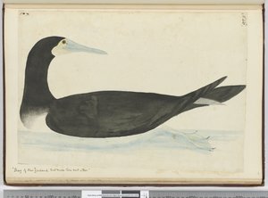 F.46木に巣を作るニュージーランドのシャグ、1772-75（WC） 作： Isaac Smith