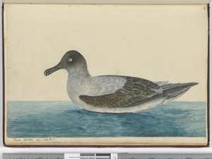 F.49緯度で見られる小さなアホウドリ。 65 S.、1772-75（wc） 作： Isaac Smith