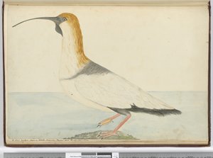 F.52新しいカーリュー。スタテン島で見られるティエラデルフエゴ1774年1月、1772-75（wc）