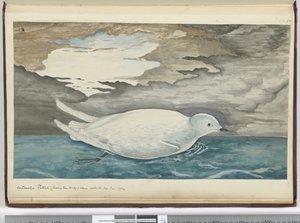 F.53氷上で見られる南極のミズナギドリ（No. 29より小さい）1772年1月、1772〜75（wc） 作： Isaac Smith