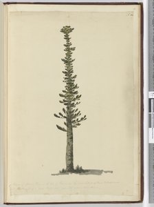 F.54ニューカレドニアの南端にあるアイルオブパインズのスプルースパインの一種で、非常に大きな種類のマストとしては背が高くなります。 1774年9月に見た...、1772-75（wc） 作： Isaac Smith