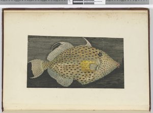 F.55 S.ジャゴの老妻と呼ばれる魚、1772〜75（wc） 作： Isaac Smith