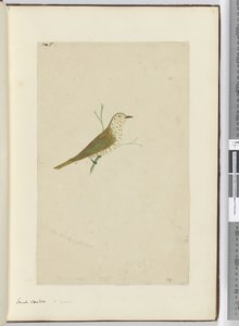 F.5小さなカッコウ。ニュージーランド、1772-75（wc） 作： Isaac Smith