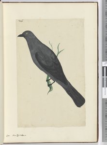 F.6カラス。ニューカレドニア、1772-75（WC） 作： Isaac Smith
