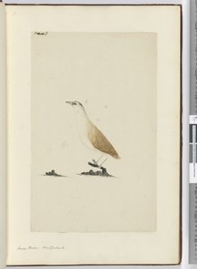 F.8小さな千鳥。ニュージーランド、1772-75（wc） 作： Isaac Smith