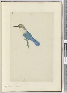 F.9キングフィッシャー。ニュージーランド、1772-75（wc） 作： Isaac Smith