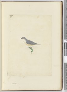 f.17未確認のニュージーランドの鳥、1772〜75（wc） 作： Isaac Smith