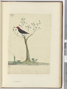 f.24 New Hebrides？、1772-75（wc） 作： Isaac Smith