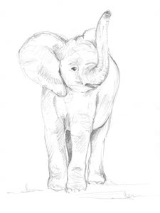 子ゾウ 02