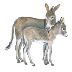 ロバと子馬
