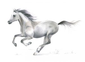 疾走する馬の躍動的な優美さ