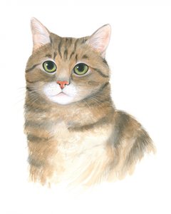 子猫のプラトン