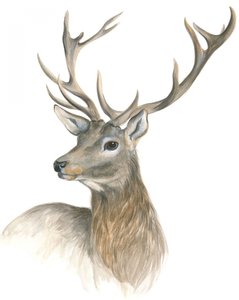 威厳ある雄ジカの肖像
