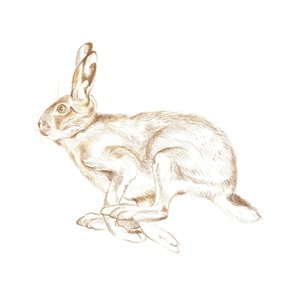 走る野ウサギ