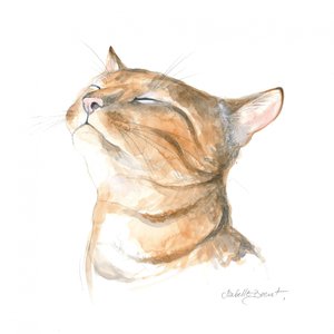 穏やかなトラネコ