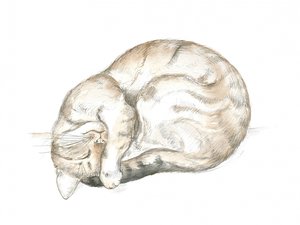 眠るトラ猫