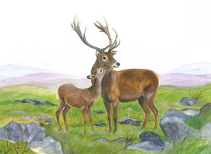 雄ジカと若い雌ジカ