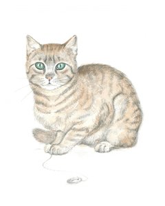 トラ猫とボタン