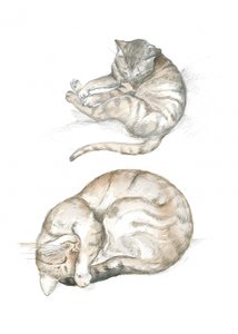 猫の習作二点