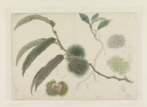 枝に甘い栗 作： Ishikawa Kazan