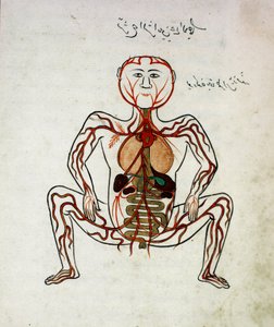 アラビアの医学。"血液循環と消化器系" 解剖学写本のミニチュア "Tashrih bi al-Taswir" Mansur (Mansur) ibn Ilyas (1390年頃) 17世紀 イスタンブール、大学付属図書館 作： Islamic School