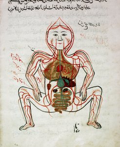 アラビアの医学。"血液循環と消化器系" 解剖学写本のミニチュア "Tashrih bi al-Taswir" Mansur (Mansur) ibn Ilyas (1390年頃) 17世紀 イスタンブール、大学付属図書館