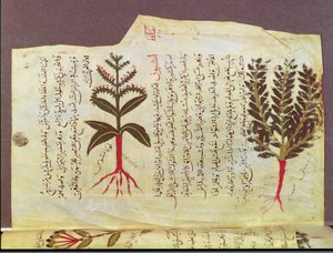 Ms. Arabe 4947 fol.84、Dioscorideによる論文からの植物、13世紀