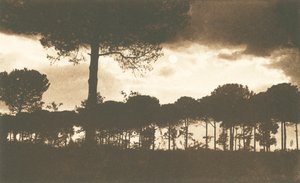 ラヴェンナ、ラ・ピネタ・ディ・クラッセ（モノクロ写真） 作： Italian Photographer