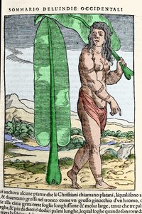 タバコの葉のそばに立つ西インド諸島の先住民の姿。1565年にヴェネツィアで出版されたジョヴァンニ・バッティスタ・ラムシオ（1485-1557）の著書『Navigationi and Viaggi』第3巻からの版画。 作： Italian School