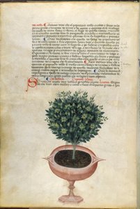鉢植えのバジル、「カラーラ ハーブ」のイラスト、パドヴァ、1400 年頃（紙に金のペンとインク） 作： Italian School