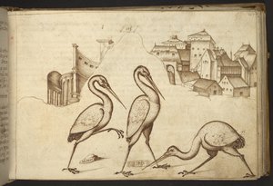 追加。 82955、f.107   イビス（「イベ」）。  、ヒストリアアニマルリウムから、 (さまざまな種の動物と神話上の生き物の 245 のペンとインクの図面で構成され、それぞれに説明が付いています。)    1595年 作： Italian School