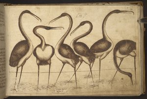 追加。 82955、f.110 鳥。   、ヒストリアアニマルリウムから、 (さまざまな種の動物と神話上の生き物の 245 のペンとインクの図面で構成され、それぞれに説明が付いています。)    1595年