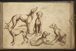 追加。 82955、f.206 さまざまな品種の犬 (「カニス」)。  、ヒストリアアニマルリウムから、 (さまざまな種の動物と神話上の生き物の 245 のペンとインクの図面で構成され、それぞれに説明が付いています。)    1595年 作： Italian School
