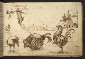 追加。 82955、f.37   ニワトリ (「gallina」、「gallinaceus」)。  、ヒストリアアニマルリウムから、 (さまざまな種の動物と神話上の生き物の 245 のペンとインクの図面で構成され、それぞれに説明が付いています。)    1595年 作： Italian School