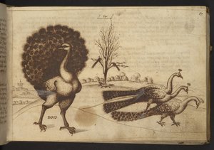 追加。 82955、f.53 クジャク (