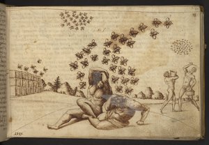 追加。 82955、f.60   ミツバチ（「類人猿」）。  、ヒストリアアニマルリウムから、 (さまざまな種の動物と神話上の生き物の 245 のペンとインクの図面で構成され、それぞれに説明が付いています。)    1595年 作： Italian School