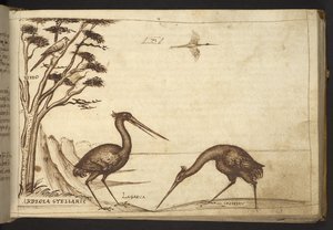 追加。 82955、f.70   サギ（「アルデオラ」）。  、ヒストリアアニマルリウムから、 (さまざまな種の動物と神話上の生き物の 245 のペンとインクの図面で構成され、それぞれに説明が付いています。)    1595年 作： Italian School