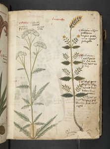 MS 41623 