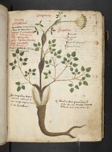 MS 41623 
