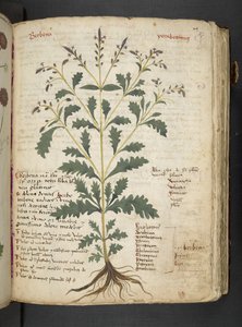 MS 41623 