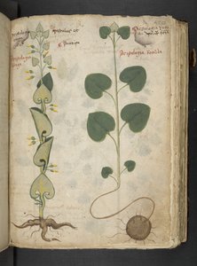 MS 41623 