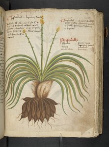 MS 41623 
