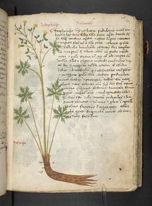 MS 41623 