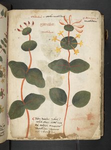 MS 41623 