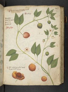 MS 41623 