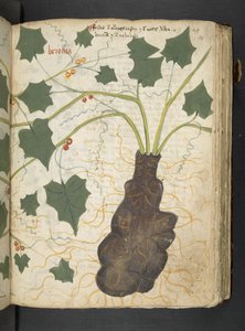 MS 41623 
