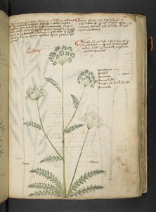 MS 41623 